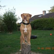 Blanding af racer Boey DØD