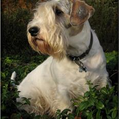 Sealyham terrier » Oskar « †