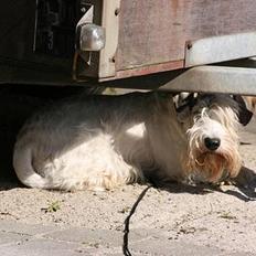 Sealyham terrier » Oskar « †