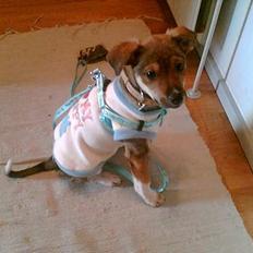 Blanding af racer "Grækeren" Barney