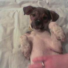 Blanding af racer "Grækeren" Barney