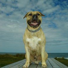 Amerikansk staffordshire terrier Darco