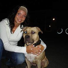 Amerikansk staffordshire terrier Darco