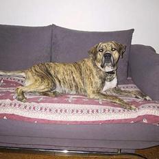 Dogo canario Midas