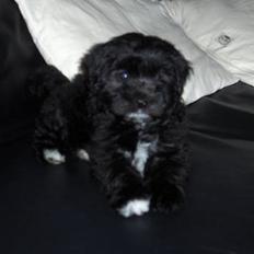 Løwchen Max Løvehjerte