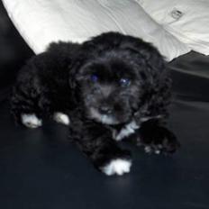 Løwchen Max Løvehjerte