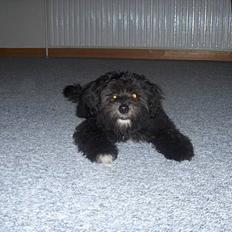 Løwchen Max Løvehjerte