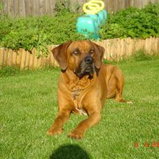 Rhodesian ridgeback Djambo