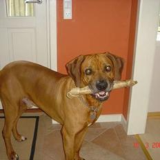 Rhodesian ridgeback Djambo