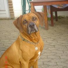 Rhodesian ridgeback Djambo