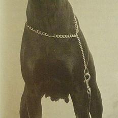 Dobermann Kildelunds Boheme R.I.P.