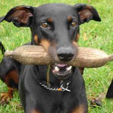 Dobermann Grusholm Flicka ( Gina )