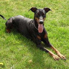 Dobermann Grusholm Flicka ( Gina )