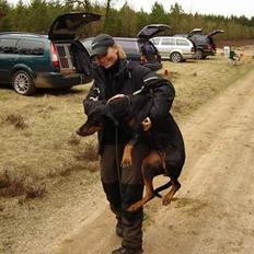 Dobermann Grusholm Flicka ( Gina )