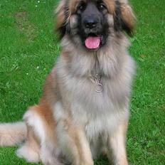 Leonberger Amanda  15-7-08 R.I.P