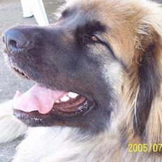 Leonberger Amanda  15-7-08 R.I.P