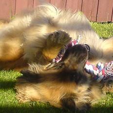 Leonberger Amanda  15-7-08 R.I.P