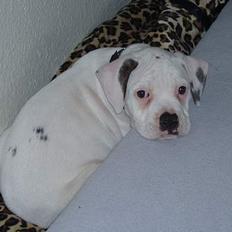 Amerikansk bulldog Rocky