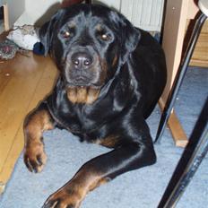 Rottweiler Fenja