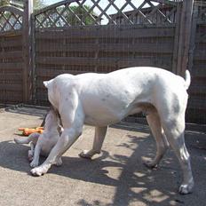 Olde english bulldogge Missy