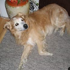 Blanding af racer Max *død*