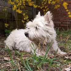 West highland white terrier Lajka