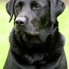 Labrador retriever Brown Hunt`s Landlubber 