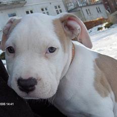 Amerikansk staffordshire terrier Prinsesse Thira RIP :(