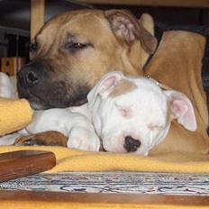 Amerikansk staffordshire terrier Prinsesse Thira RIP :(