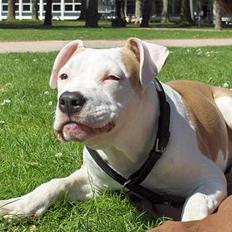 Amerikansk staffordshire terrier Prinsesse Thira RIP :(