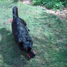 Flat coated retriever Gissa