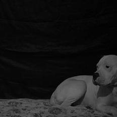 Amerikansk bulldog Trunte