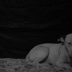 Amerikansk bulldog Trunte