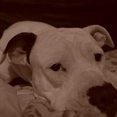 Amerikansk bulldog Trunte