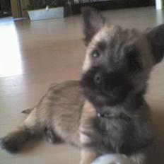 Cairn terrier Lucky