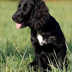 Blanding af racer Blanding *Luna*