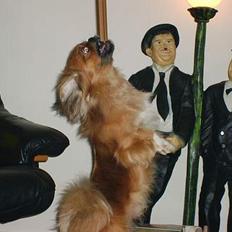 Tibetansk spaniel Teddy  R.I.P.