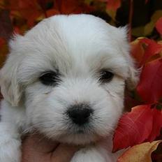Coton de tulear Smilla