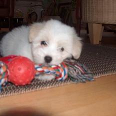 Coton de tulear Smilla