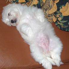Coton de tulear Smilla
