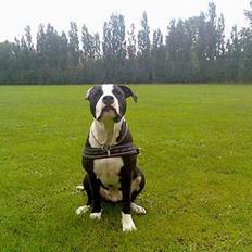 Amerikansk staffordshire terrier Chico (Armani)