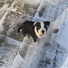 Amerikansk staffordshire terrier Chico (Armani)