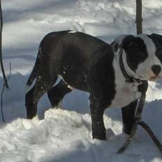 Amerikansk staffordshire terrier Chico (Armani)