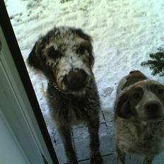 Ruhåret hønsehund Bella