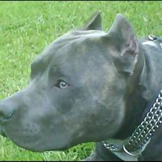 Amerikansk staffordshire terrier Idahno (Dahno)
