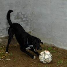 Blanding af racer Vaks