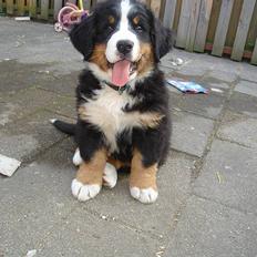 Berner sennenhund Bendji R.I.P.