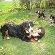 Berner sennenhund Bendji R.I.P.