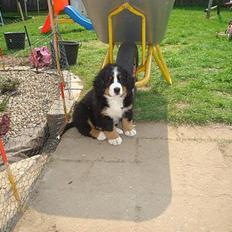 Berner sennenhund Bendji R.I.P.