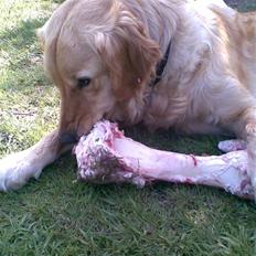 Golden retriever Augustus *Brutus* *R.I.P.*